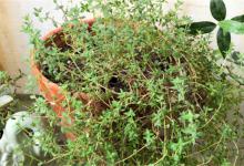 百里香是什么百里香有什么功效与作用