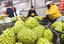 今起恢复台湾地区番荔枝输入大陆有哪些影响