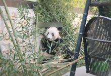 ​丫丫肉眼可见圆滚滚起来了是因为哪些原因呢