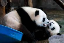 大熊猫在演谁高考后的状态它们表演了哪些状态