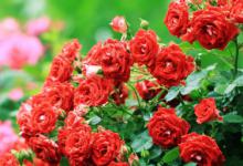 月季哪个季节修剪 几月修剪月季花好