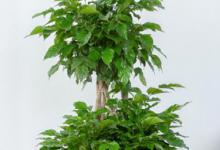 幸福树哪个季节修剪好呢 幸福树哪时候修剪才茂盛