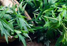 新鲜艾草怎么保存多久不坏 新鲜艾草保存方法