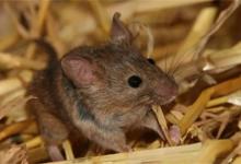 ​老鼠最怕什么家中有老鼠怎样消除掉