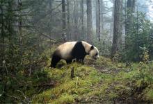 陕西居民驾车途中偶遇淡定大熊猫大熊猫生活在哪些地区呢