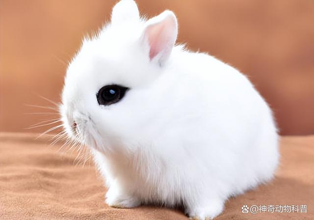 世界上最贵的三种兔子图片