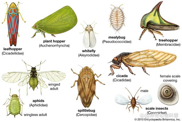 国内十大昆虫种类