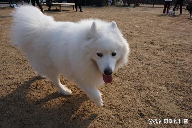 萨摩耶犬的毛发浓密,被称为狐狸毛,常见的颜色为白色,黑色和棕色
