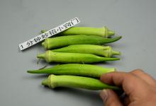 你家还在吃秋葵吗？今天知道还不迟，快叮嘱家里人，太重要了