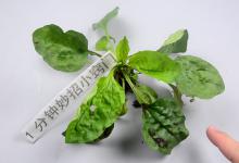 车前草泡水是新鲜的好还是晒干好，可惜才知道，别瞎泡错