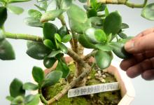 花盆里撒大米，不管多难养的花，不烂根不黄叶，花繁叶茂越长越旺