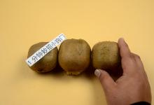 猕猴桃甜不甜，瞅一眼就知道，一挑一个准，老果农的技巧太实用了