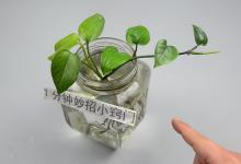 家里有3个位置，千万不能放绿萝！不是迷信，放错的立马回家挪走