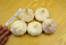 原来保存大蒜有妙招，用这种方法，放一年都不发芽不干瘪，实用