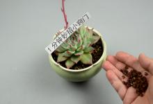 一把花椒丢花盆里，省钱又实用，效果真厉害，看了快告知身边人