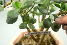 花盆中撒一把，效果真厉害，一周后叶绿根壮爆满盆，看完涨见识了