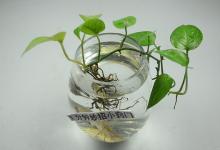 原来绿萝是有“毒”的！家里养绿萝的快看看，出事了后悔都来不及