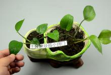 绿萝就爱喝这“3种”水，几天喂一次，长的叶绿粗壮茂盛，真好看