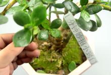 花盆里倒一碗它，不管多难养的花，不烂根不黄叶，花开爆盆