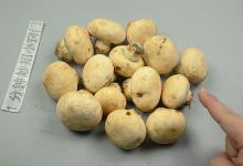 你家还在买蘑菇吗？我也是刚刚才知道，看完抓紧告诉家里人