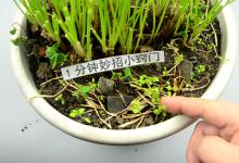 除草剂根本不用买，几毛钱成本自制一大瓶，安全无毒无异味