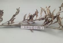 农村艾草价值高，但还不懂的要留意，一年能省下不少钱，学学