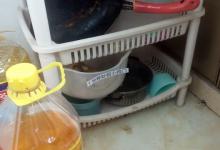 家里有蟑螂别着急，在地上撒一点它，蟑螂来多少灭多少，安全实用