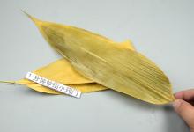 吃剩的粽叶真是个“宝”，放家里聪明实用，不花1分钱，都试试