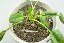 蔬菜生虫别慌忙打农药，只需要喷点它，蔬菜长得繁茂，虫子不再来