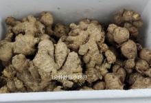 保存生姜不要直接放冰箱，教你两个简单的方法，放半年不坏，实用