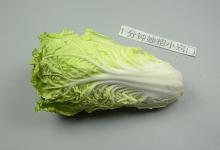 家里有白菜的要留心，现在清楚为时不晚，快些转达给家人，重要