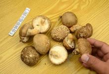 香菇不能用清水洗，等于吃虫卵，教你一招，虫卵脏东西全跑光