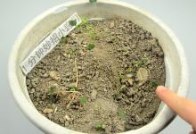 倒一碗它，不管盆土板结多严重，不换土不换盆，土壤松软又肥沃