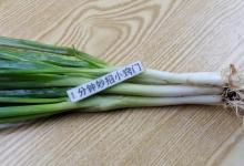 保存小葱原来这么简单，卖菜的老板教我一招，随吃随取，特别实用