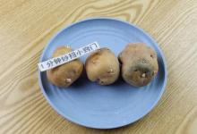才知道，发芽的土豆是个“宝”，能解决很多人的烦恼，真实用