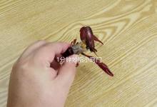 小龙虾头部到底是虾黄还是虾屎，大多数人分不清，看完别再乱吃！