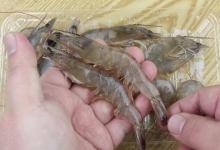 去虾线别再用牙签了，水产老板教我一招，2秒一个干净快速，真棒