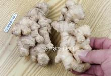 生姜买多了怎么保存？教你两招，不干不坏不发芽，放1年都新鲜！