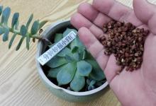 一把花椒丢花盆里，不管养什么花，效果实在太棒了，又学到一招
