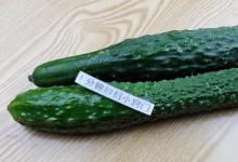 原来黄瓜不用放冰箱，学会简单方法，放半个月都新鲜，快学学