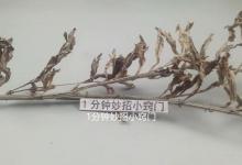 端午节挂艾草，家里有这几种情况的最好不要放，我也是刚学会