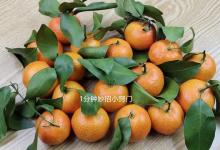 才清楚，砂糖橘为什么带叶子卖，原来真的有“猫腻”，学会长记性