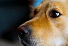 ​狗狗的寿命一岁是人的几年狗狗的寿命是多少年