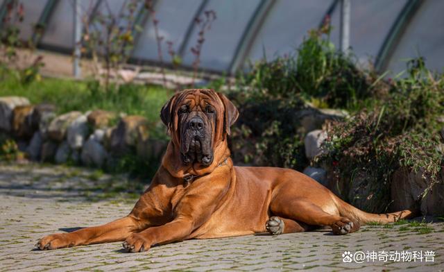 世界十大斗犬图片