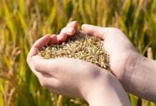 今年这么旱粮食还有望丰收吗2023