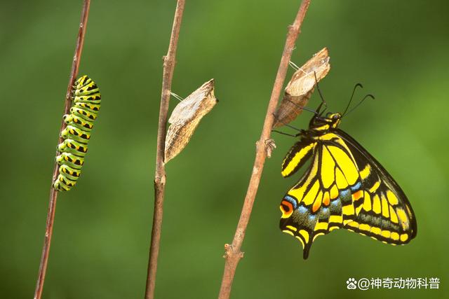 毛毛虫如何变成蝴蝶?