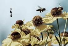 2023年大暑一共多少天