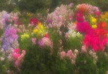 碧螺春头采有花么