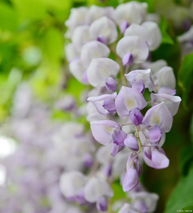 丁香花有什么颜色?_生活常识_中睿百科网