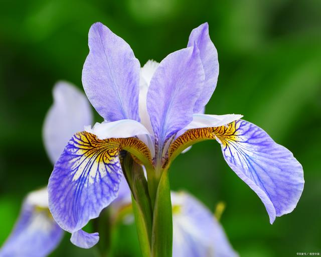 鸢尾花的花语是什么?_生活常识_中睿百科网